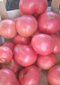 2 шт Насіння рожевого томату Волове серце 10 грамів Код/Артикул 72