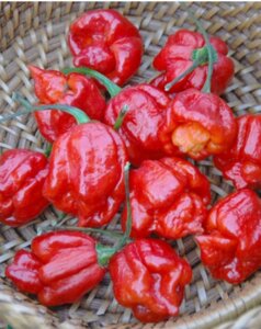 3 шт Насіння гострого перцю Trinidad Moruga Scorpion Red cordy Скорпіон 5 штук Код/Артикул 72