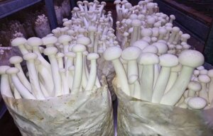 Міцелій грибів Шимеджі Буковий гриб 1 кг Код/Артикул 68
