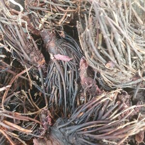 1 кг Червона щітка/родіола коріння сушене (Свіжий урожай) лат. Rodiola guadrefida
