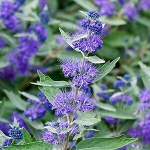 4 шт Саджанці Каріотеріса кландонського (Caryopteris clandonensis) в горшке 0,5л Код/Артикул 71 57