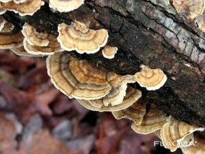 Міцелей грибів Траметес Код/Артикул 68