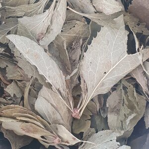 100 г барбарис звичайний трава/листя сушене (Свіжий урожай) лат. Bérberis