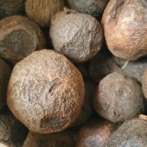 1 кг Чорний горіх плоди сушені (Свіжий урожай) лат. Juglans nigra
