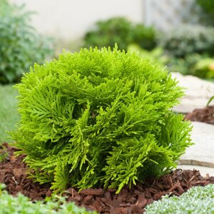 4 шт Саджанці Туї західної Міріам в горшку 0,5л (Thuja occidentalis Mirjam) Код/Артикул 71 220