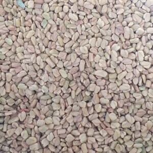 1 кг Гуньба сінна/пажитник насіння сушене (Свіжий урожай) лат. Trigonélla foenum-graecum