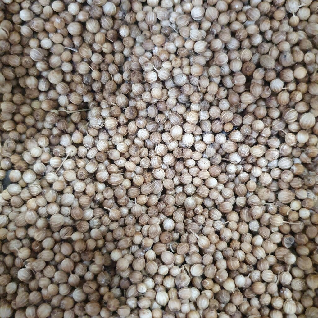 Спеція/приправа плоди/насіння коріандру сушене 100г від компанії greencard - фото 1
