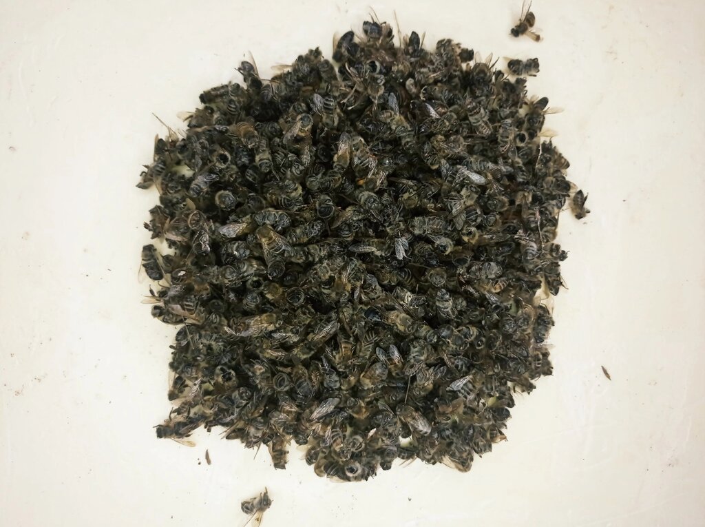 Від диких бджіл бджолиний підмор висушений 500мл Код/Артикул 12 від компанії greencard - фото 1
