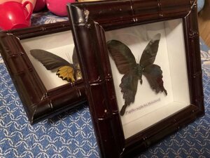 Метелики в рамці