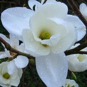 Магнолія Гола "Magnolia Denudata"
