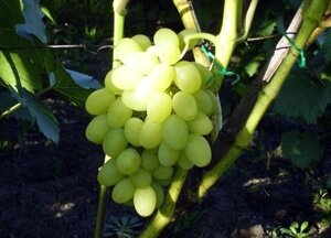 Саджанці винограду Кеша