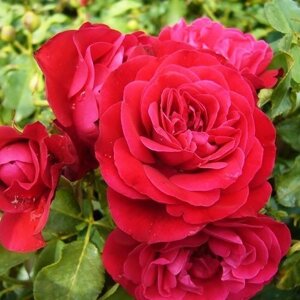 Троянда Rouge Meilove (саджанці)
