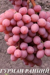 Саджанці винограду Гурман