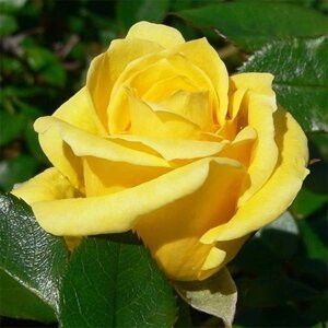 Троянда Dorola (саджанець)