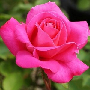 Троянда Pink Peace (саджанець)