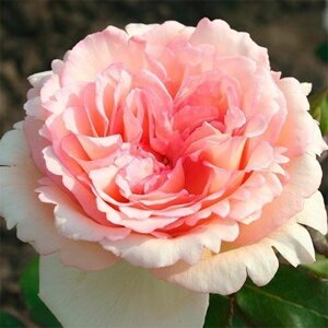 Троянда Souvenir de Baden-Baden (саджанці)