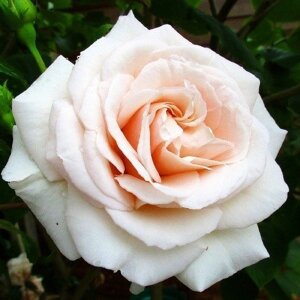 Троянда плетиста Penny Lane (саджанці)