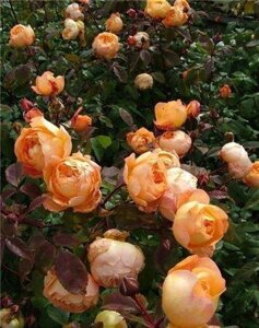 Саджанці троянда бордюрна Дольче Віта