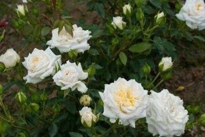Саджанці троянда бордюрна Хонемілк