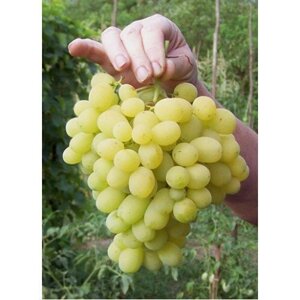 Саджанці винограду Лора