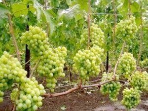 Саджанці винограду Талісман