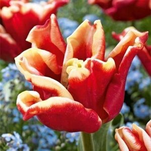 Тюльпан Elegant Crown (цибулини) 3 шт