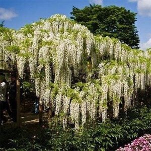 Вістерія (гліцинія) Longissima Alba (саджанці)