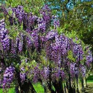 Вістерія (гліцинія) Violacea Plena (саджанці)