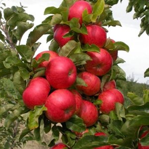 Яблуня колоноподібна Баргузин (літня) (саджанці)