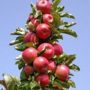 Яблучне дерево стовпчаста джин (осінь) (розсада)