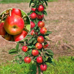 Яблуня колоноподібна Еліта (осіння) (саджанці)
