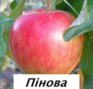 Яблуня Пінова (саджанці)