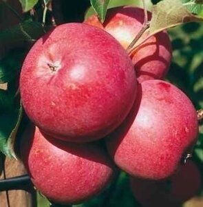Яблуко Ембасі (саджанці)