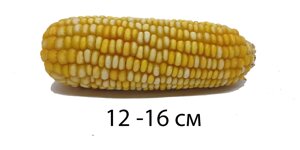 Кукурудза качан для гризунів малий (початок цільний, сухий, довжина 12 - 16 см) - 1 шт