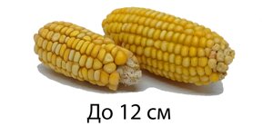 Кукурудза качан для гризунів дрібний (початок цільний, сухий, довжина до 12 см) - 1 шт