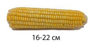 Кукурудза качан для гризунів середній (початок цільний, сухий, довжина 16 - 22 см) - 1 шт