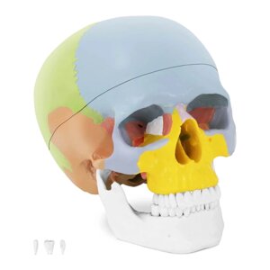 Череп людини - Анатомічна модель - барвисті physa EX10040239 Анатомічні моделі