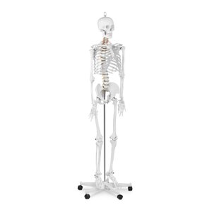 Скелет людини - це анатомічна модель - 176 см physa EX10040236 Анатомічні моделі