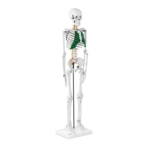 Скелет людини - Анатомічна модель - 85 см physa EX10040243 Анатомічні моделі Німеччина