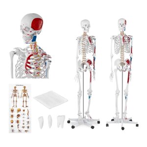 Скелет - Анатомічна модель - 180 CM physa EX10040238 Анатомічні моделі