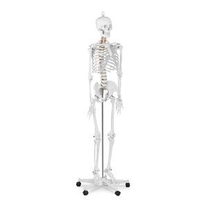 Скелет людини - це анатомічна модель - 176 cm Physa
