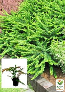 Barberry Tunberg 2-річний зелений килим C2, висота розсади 30-60 см