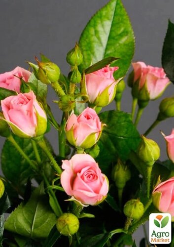 Ексклюзив! Троянда дрібноквіткова (спрей) Мон Флері (Mont Fleury) (саджанець класу АА+вищий сорт