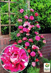 Ексклюзив! Троянда плетиста малинова з рожево-білими смужками Ошатна принцеса (Smart Princess) (саджанець класу АА+преміальний вищий сорт)