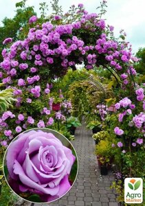 Ексклюзив! Троянда плетиста пурпурно-рожева Ван Лав (One Love) (саджанець класу АА+преміальний ароматний сорт)
