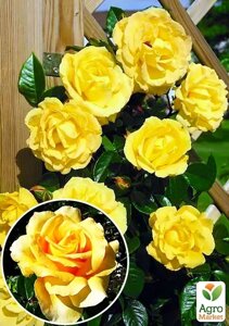 Ексклюзив! Троянда плетиста найяскравіше жовте Сонце світло (Sun light) (саджанець класу АА+преміальний морозостійкий сорт)
