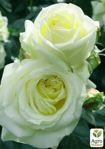 Ексклюзив! Троянда плетиста зеленувато-біла Келін (Calin) (преміальний сорт, з величезними, густомахровими квітками)