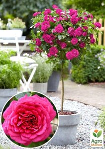 Ексклюзив! Троянда штамбова насичено-рожева Фієста (Fiesta) (саджанець класу АА+преміальний довгоквітучий сорт)