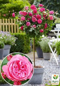 Ексклюзив! Троянда штамбова пурпурно-рожева Шпінель (Spinel) (саджанець класу АА+преміальний довгоквітучий сорт)