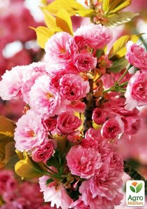 Ексклюзивний! Sakura блідо-рожевого кольору з фіолетовим глянцем "Notka щастя"Note of happiness) (преміум, стійкий до різноманітності хвороб)